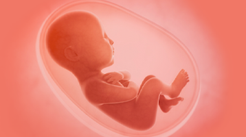 Как формируется эмбрион?